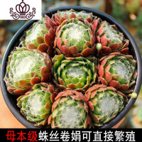 封后长生容易爆盆的多肉植物批发植物多肉植物组合盆栽稀有巨型多肉 蛛丝卷娟爆盆群生 带盆栽好