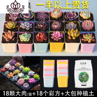 封后(FENGHOU)肉肉 多肉植物组合盆栽花卉室内超大一整箱50颗多肉套餐清 18颗多肉/盘+18个彩方盆+2大包土一