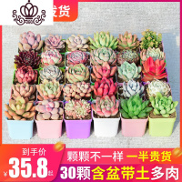 封后 多肉植物组合盆栽花卉室内超大一整箱50颗多肉套餐清 30颗多肉+3大包土+30个彩方盆一半以上贵货品种 裸根不带土