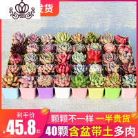 封后(FENGHOU)肉肉 多肉植物组合盆栽花卉室内超大一整箱50颗多肉套餐清 40颗多肉+4大包土+40个彩方盆一半以