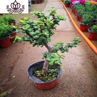 封后盆栽苗老桩大叶玉树花植物多肉燕子掌室内客厅绿植花卉 金枝玉叶六年苗 不含盆