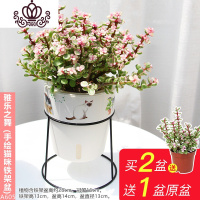 封后金枝玉叶多肉植物盆栽室内花卉观花阳台绿植雅乐之舞老桩肉肉盆景 雅乐之舞A605福喵盆含铁架 带盆栽好