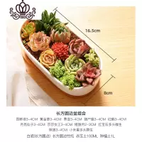 封后MMH多肉植物组合新手套餐肉肉多肉花植物含白瓷花盆花卉盆栽 长方圆边盆组合 含盆