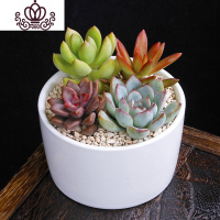 封后多肉植物组合小盆栽新手套餐花卉肉肉植物室内花含盆净化空气绿植 105H款 含盆