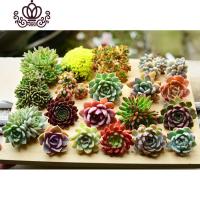 封后稀有巨型多肉一箱论按斤卖1斤多年生颗肉嘟嘟室内植物组合称套餐 不需要邀请好友很多人参团的哦 不含盆花卉绿植盆栽