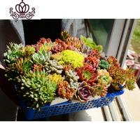 封后稀有巨型多肉一箱论按斤卖1斤多年生颗肉嘟嘟室内植物组合称套餐 多肉特大老桩一斤1-3棵(不重复) 不含盆盆栽