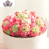 封后冰梅多肉老桩大群生多头贵货含花盆带土盆栽冰莓多肉植物稀有品种