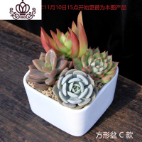 封后多肉植物组合小盆栽新手套餐花卉肉肉植物室内花含盆净化空气绿植 方形盆C款 带盆栽好
