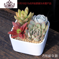 封后多肉植物组合小盆栽新手套餐花卉肉肉植物室内花含盆净化空气绿植 方形盆D款 含盆