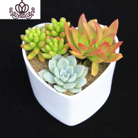 封后多肉植物组合小盆栽新手套餐花卉肉肉植物室内花含盆净化空气绿植 桃心盆F款 含盆