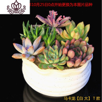 封后多肉植物组合小盆栽新手套餐花卉肉肉植物室内花含盆净化空气绿植 马卡龙[白花口]T款 含盆