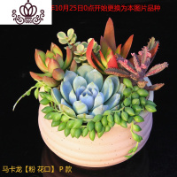 封后多肉植物组合小盆栽新手套餐花卉肉肉植物室内花含盆净化空气绿植 马卡龙[粉花口]P款 带盆栽好