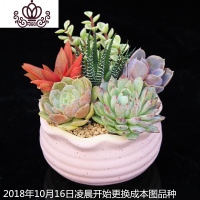 封后多肉植物组合小盆栽新手套餐花卉肉肉植物室内花含盆净化空气绿植 马卡龙[粉花口]S款 含盆