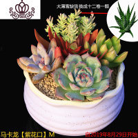 封后多肉植物组合小盆栽新手套餐花卉肉肉植物室内花含盆净化空气绿植 马卡龙[紫花口]M款 含盆