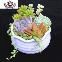 封后多肉植物组合小盆栽新手套餐花卉肉肉植物室内花含盆净化空气绿植 马卡龙[紫花口]R款 带盆栽好