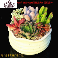 封后多肉植物组合小盆栽新手套餐花卉肉肉植物室内花含盆净化空气绿植 马卡龙[青花口]Y款 含盆