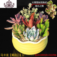 封后多肉植物组合小盆栽新手套餐花卉肉肉植物室内花含盆净化空气绿植 马卡龙[黄花口]U款 含盆