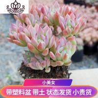 封后超大巨型小美女多肉植物老桩稀有品种罕见清棚小贵货广寒宫悬崖庄盆栽