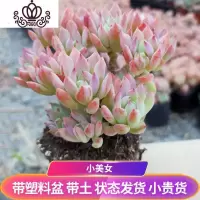 封后超大巨型小美女多肉植物老桩稀有品种罕见清棚小贵货广寒宫悬崖庄盆栽