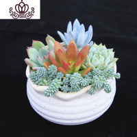 封后多肉植物组合小盆栽新手套餐花卉肉肉植物室内花含盆净化空气绿植 马卡龙[白花口]Z款 带盆栽好