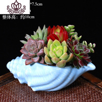 封后多肉植物组合小盆栽新手套餐花卉肉肉植物室内花含盆净化空气绿植 海螺盆款[紫牡B] 带盆栽好