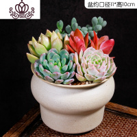 封后多肉植物组合小盆栽新手套餐花卉肉肉植物室内花含盆净化空气绿植 素烧[C11-1]J款 带盆栽好