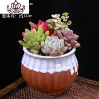 封后多肉植物组合小盆栽新手套餐花卉肉肉植物室内花含盆净化空气绿植 马卡龙[朱砂]G款 带盆栽好