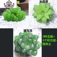 封后多肉花卉盆载多肉植植物组合盆栽精品多肉红宝石桃蛋植物盆栽室内 3种玉露+3个彩方盆+营养土 含盆