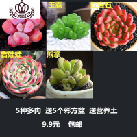 封后多肉花卉盆载多肉植植物组合盆栽精品多肉红宝石桃蛋植物盆栽室内 [5种套餐C]+5个彩盆+土+肥 含盆