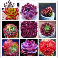 封后多肉花卉盆载多肉植植物组合盆栽精品多肉红宝石桃蛋植物盆栽室内 吸财树红宝石白熊姬玉露+4个盆 不含盆