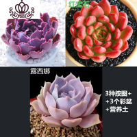 封后多肉花卉盆载多肉植植物组合盆栽精品多肉红宝石桃蛋植物盆栽室内 晚霞之舞+红宝石+露西娜+3个菜盆 不含盆