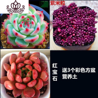 封后多肉花卉盆载多肉植植物组合盆栽精品多肉红宝石桃蛋植物盆栽室内 吉娃娃+紫米粒+红宝石+3个盆土 含盆