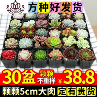封后多肉植物组合盆栽肉肉植物一箱批发含盆带土种好发货室内植物好养