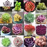 封后多肉花卉盆载多肉植植物组合盆栽精品多肉红宝石桃蛋植物盆栽室内 16种贵货多肉[不含盆土] 不含盆