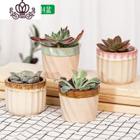 封后多肉植物肉肉花盆绿植盆栽办公室内阳台客厅桌面小号批發 乳白色含盆带肉粗陶4盆 含盆