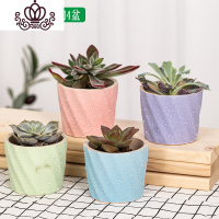 封后多肉植物肉肉花盆绿植盆栽办公室内阳台客厅桌面小号批發 其他颜色含盆带肉清新4盆 含盆