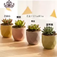封后多肉植物肉肉花盆绿植盆栽办公室内阳台客厅桌面小号批發 含盆带肉冲量款(4盆) 含盆