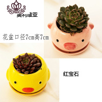 封后多肉植物肉肉花盆绿植盆栽办公室内阳台客厅桌面小号批發 含盆带肉C(2盆) 含盆