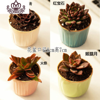 封后多肉植物肉肉花盆绿植盆栽办公室内阳台客厅桌面小号批發 含盆带肉D(4盆) 含盆