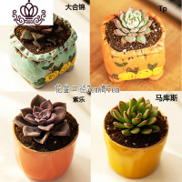 封后多肉植物肉肉花盆绿植盆栽办公室内阳台客厅桌面小号批發 含盆带肉E(4盆) 含盆