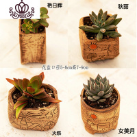 封后多肉植物肉肉花盆绿植盆栽办公室内阳台客厅桌面小号批發 含盆带肉F(4盆) 含盆