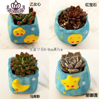 封后多肉植物肉肉花盆绿植盆栽办公室内阳台客厅桌面小号批發 含盆带肉H(4盆) 含盆