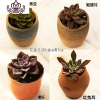 封后多肉植物肉肉花盆绿植盆栽办公室内阳台客厅桌面小号批發 含盆带肉K(4盆) 含盆