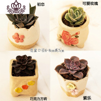 封后多肉植物肉肉花盆绿植盆栽办公室内阳台客厅桌面小号批發 含盆带肉M(4盆) 含盆