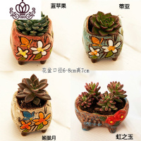 封后多肉植物肉肉花盆绿植盆栽办公室内阳台客厅桌面小号批發 含盆带肉N(4盆) 含盆