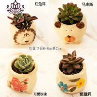 封后多肉植物肉肉花盆绿植盆栽办公室内阳台客厅桌面小号批發 含盆带肉O(4盆) 含盆