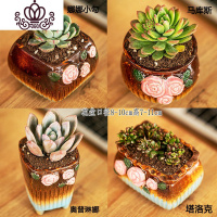 封后多肉植物肉肉花盆绿植盆栽办公室内阳台客厅桌面小号批發 含盆带肉Q(4盆) 含盆