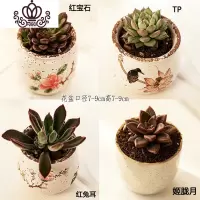 封后多肉植物肉肉花盆绿植盆栽办公室内阳台客厅桌面小号批發 含盆带肉T(4盆) 含盆