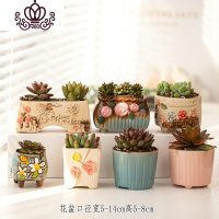 封后多肉植物肉肉花盆绿植盆栽办公室内阳台客厅桌面小号批發 含盆带肉S(7盆) 含盆
