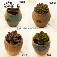 封后多肉植物肉肉花盆绿植盆栽办公室内阳台客厅桌面小号批發 含盆带肉Y(4盆) 含盆
